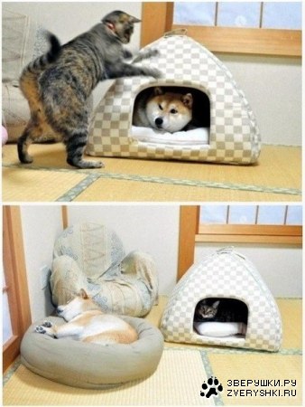 ������ ��� :)