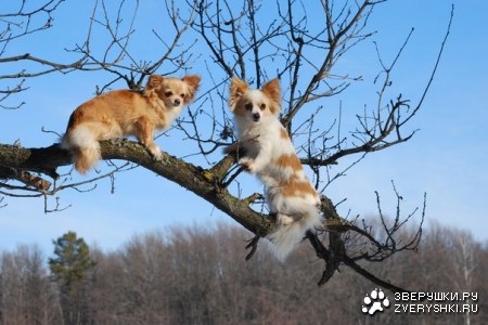 �������� ��������� ;)