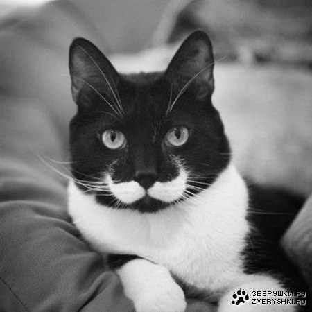 ������ ����� ;)