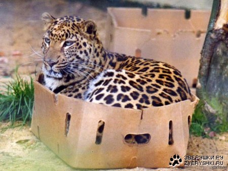 ���� ����� ��������� ;)