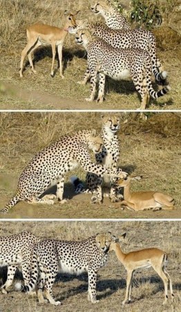 ������ ������� � �������� :)