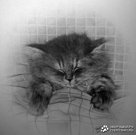 ������� ���������� (16 ���� )