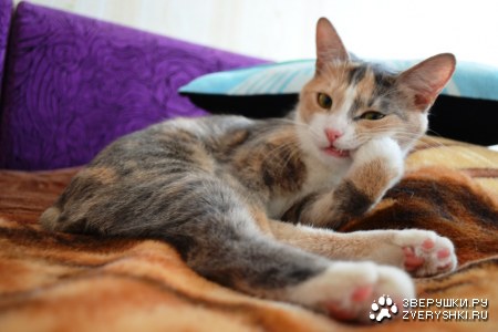 ���� ����� (6 ����)