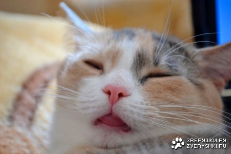 ���� ����� (6 ����)