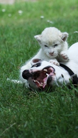 ������ ��������� ������ ������ ( 7 ���� )