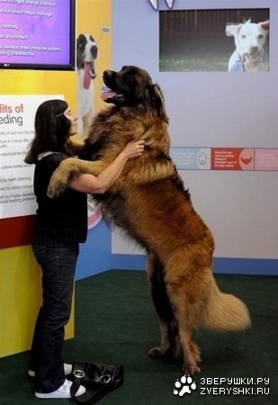 �������� ������ ( 8 ���� )