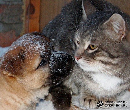 ������ � ������ (9 ����)