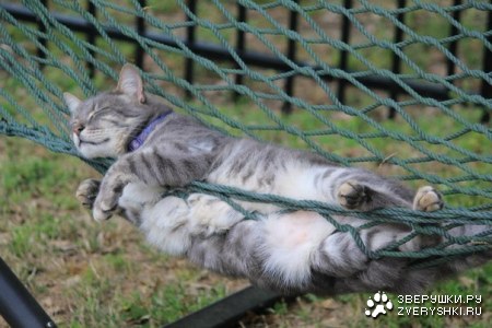 ������� ������� ;)