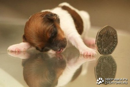 �����-����� �� ������ ���� (6 ����)