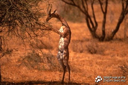 �������, ��� ��������� ������