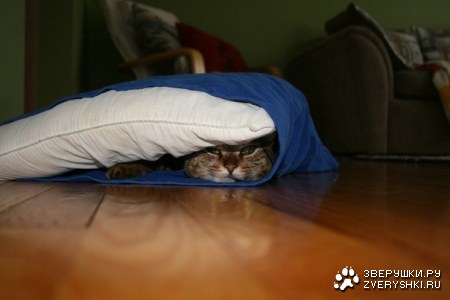 �����, ������� �� ����� ������ � ������ (10 ����)