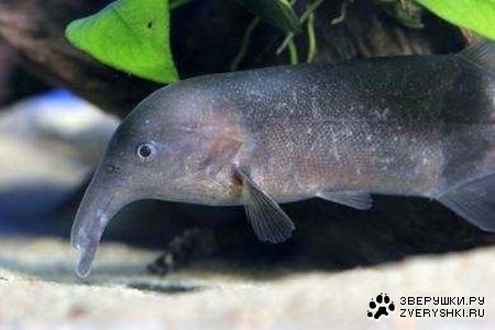 ����-����