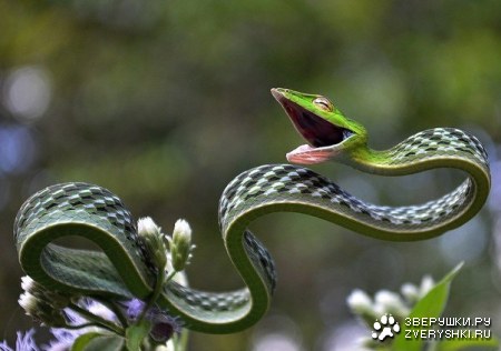 ���� �� ����� �������� ���� - �������� ����, ��������� � �����