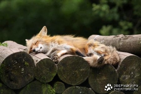 ����-���� :)