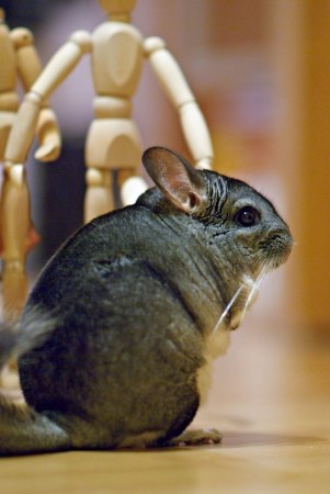 ������ (3 ����)