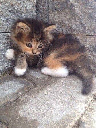 �������������� ������ (7 ����)