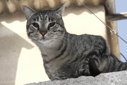 � ������ ������� �����, ����������� ����� ������������� 3 ���� �����