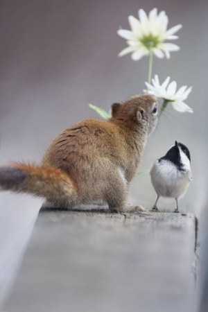 ������ ������� (8 ����)