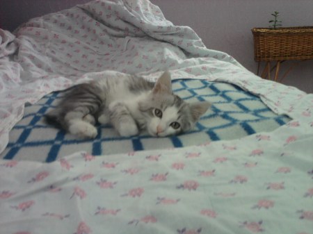 ���� ���� �� ����� ����� ���� (5 ����)