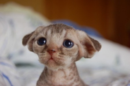 ��������� �������� �������� (30 ����)