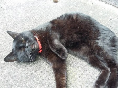 ������, ������� ����� ������� (17 ����)