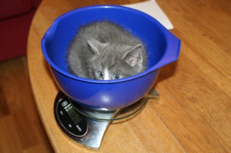 ��������� ��������