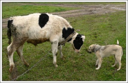 ��������� ��������