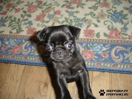 ��������� ��������